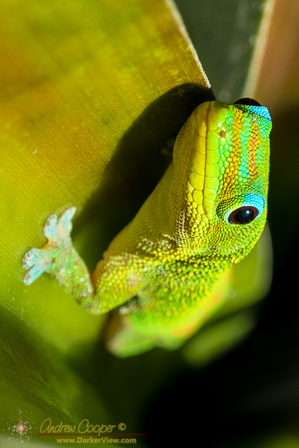 Gecko Close Up