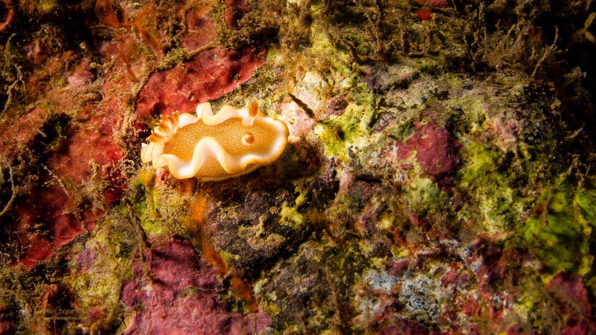 White-Margin Nudibranch (Glossodoris rufomarginata) on the Kona coast