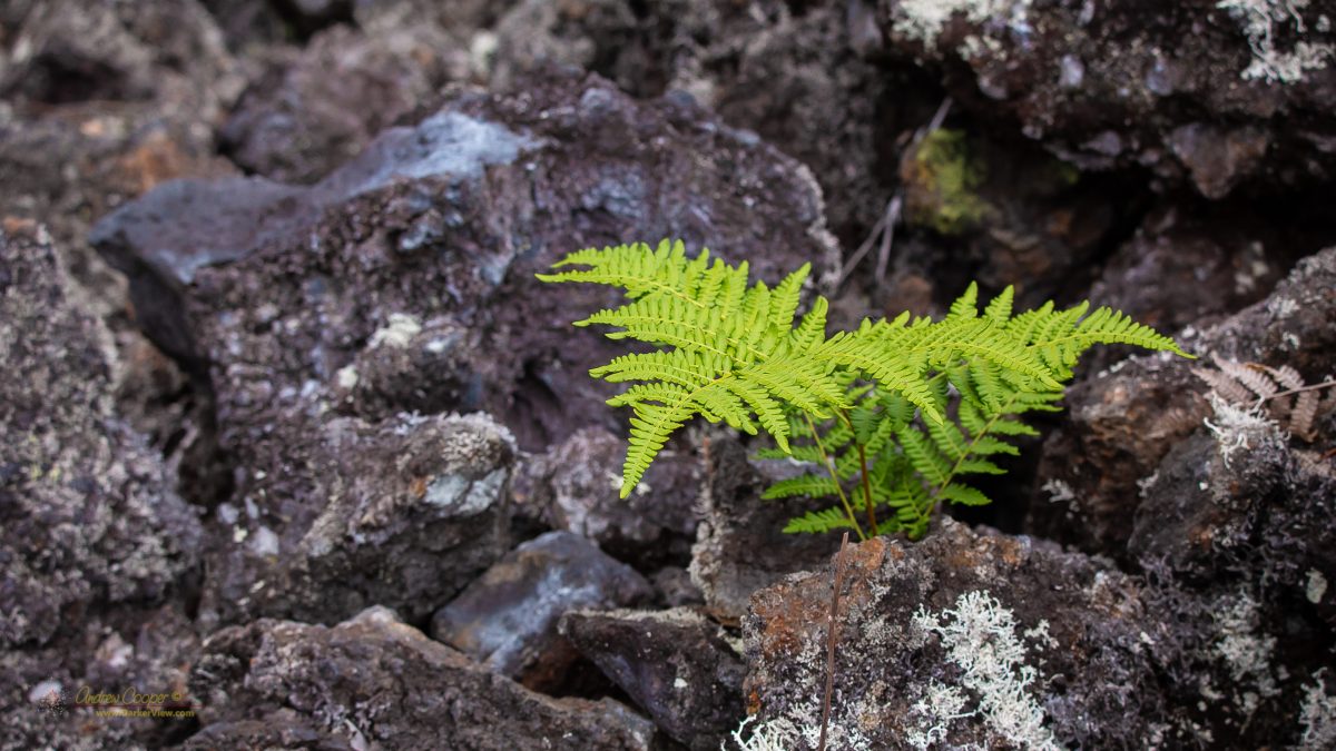 A fern (Microlepia strigosa) growing in an aʻa lava flow along the Puʻu Oʻo Trail
