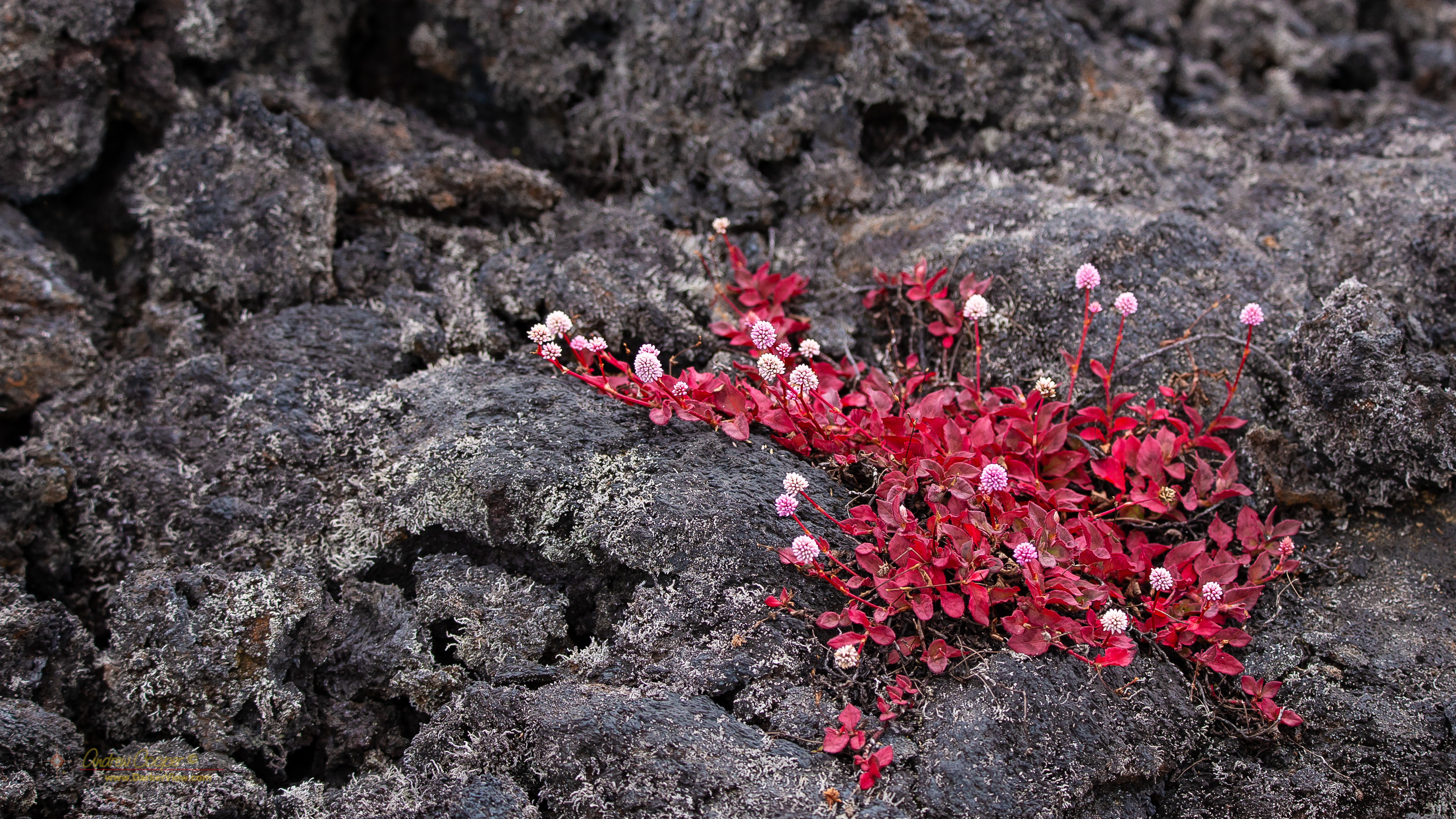Pink knotweed (Persicaria capitata) in bloom along the Puʻu Oʻo trail