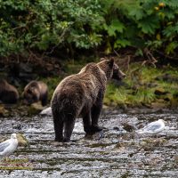 A grizzly bear fishing at Pavlof Harbor