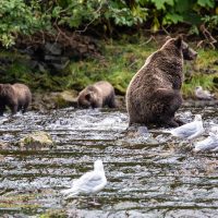 Grizzly Fishing at Pavlof Harbor