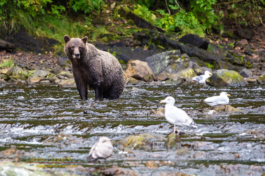 Grizzly Fishing at Pavlof Harbor