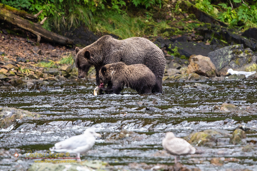 Grizzly bear and cub eating a salmon at Pavlof River