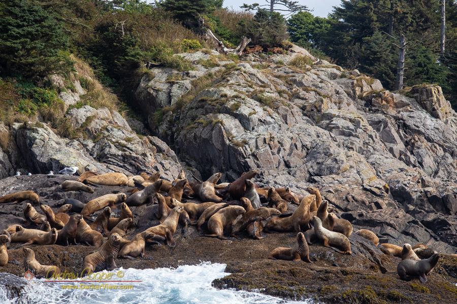 Sea lions in the Storm Islands, Queen Charlotte Sound