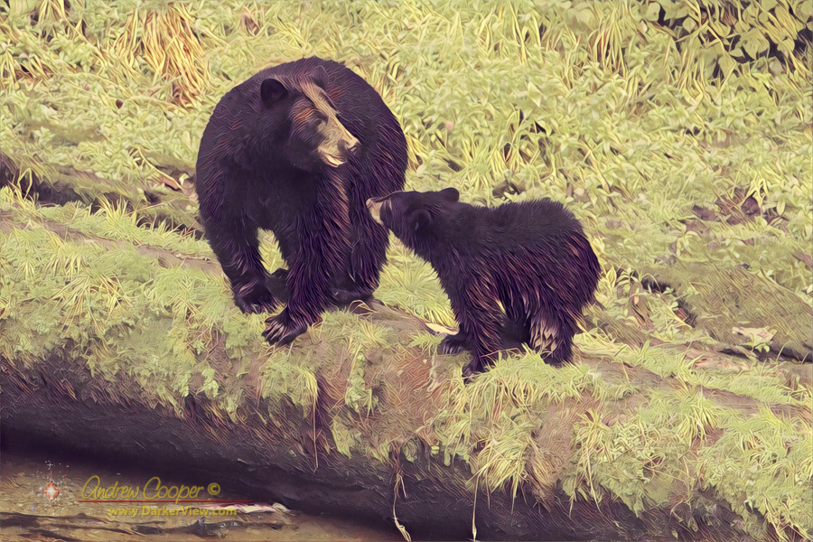 A mother black bear and cub at Anan Bear Observatory, Alaska