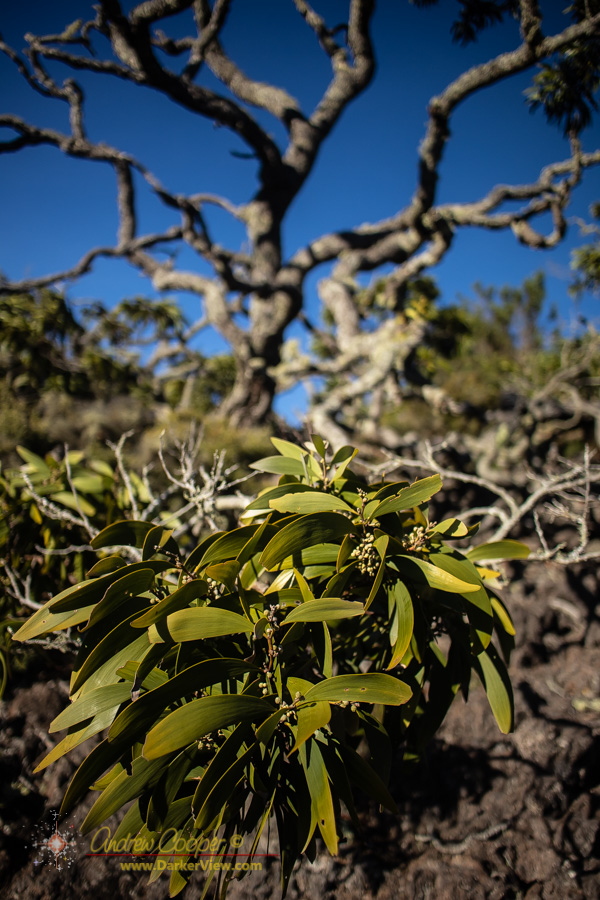 An old koa tree with real character on Mauna Kea