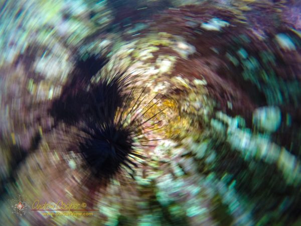 An image of a couple sea urchins goes awry in an unexected way