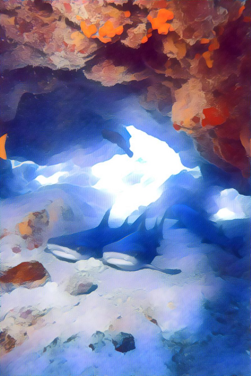 Three white-tipped reef shard shelter in a small cave