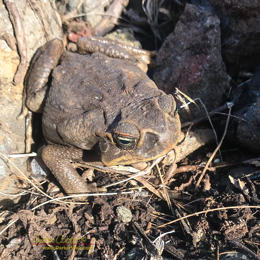 A cane toad (Rhinella marina) found under a rock pile in Waimea