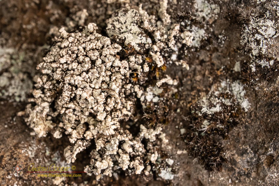 A lichen colony on a garden wall