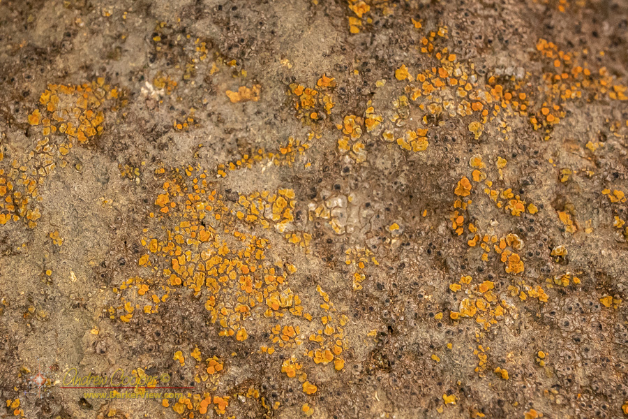 A lichen colony on a garden wall