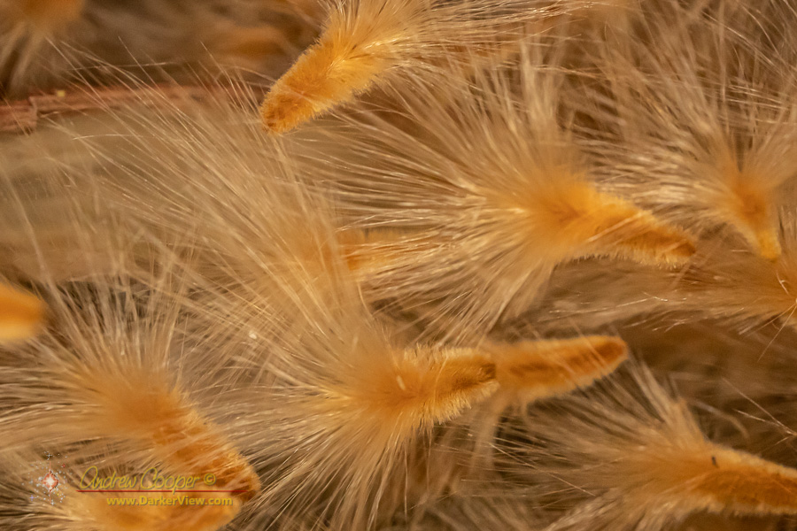 Feathery oleander seeds up close