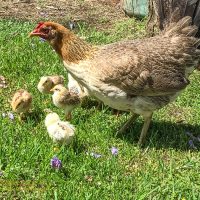 A hen and chicks forage in the grass and fallen jacaranda blossoms