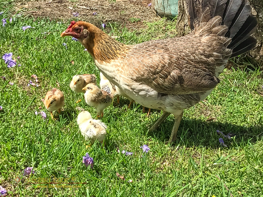 A hen and chicks forage in the grass and fallen jacaranda blossoms