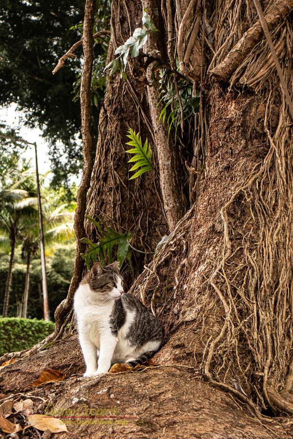 A stray cat hanging out at the base of one of Hilo's massive banyan trees