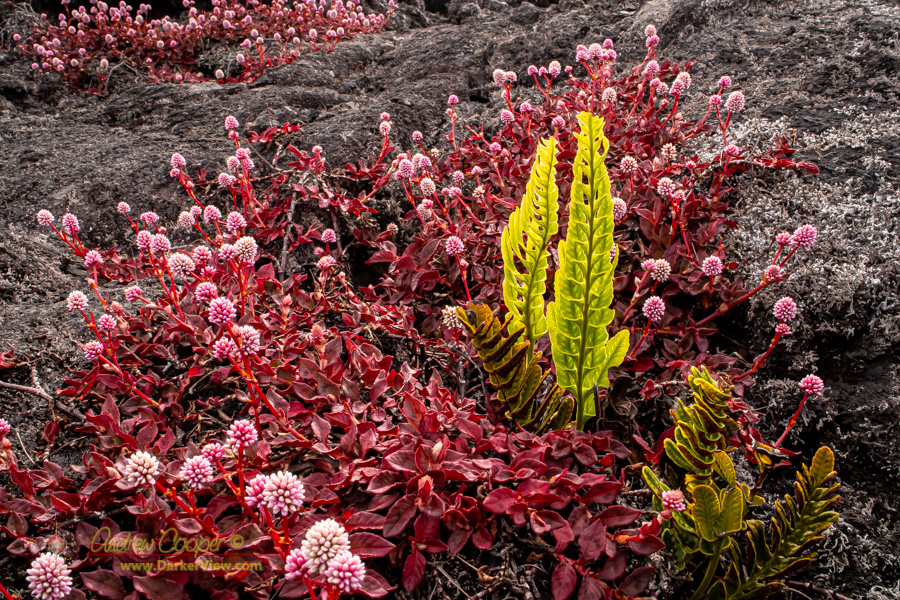 Pink knotweed (Persicaria capitata) and ferns along the Puʻu Oʻo trail