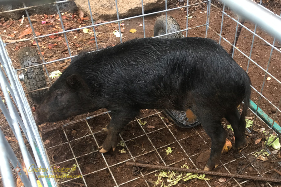 A feral pig trapped in the back yard