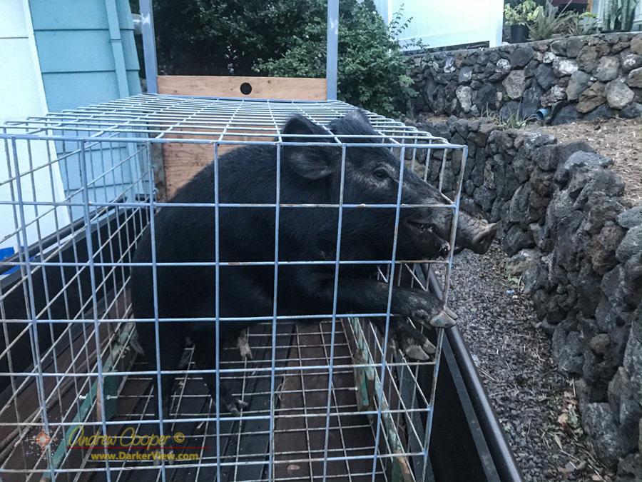 A feral pig trapped and ready for removal