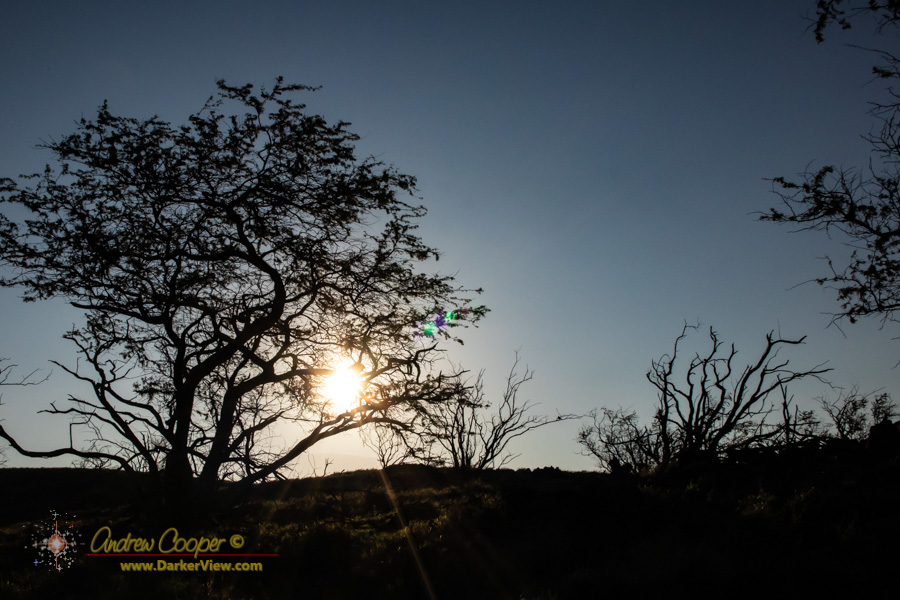 Kiawe tree silhouettes in the dawn