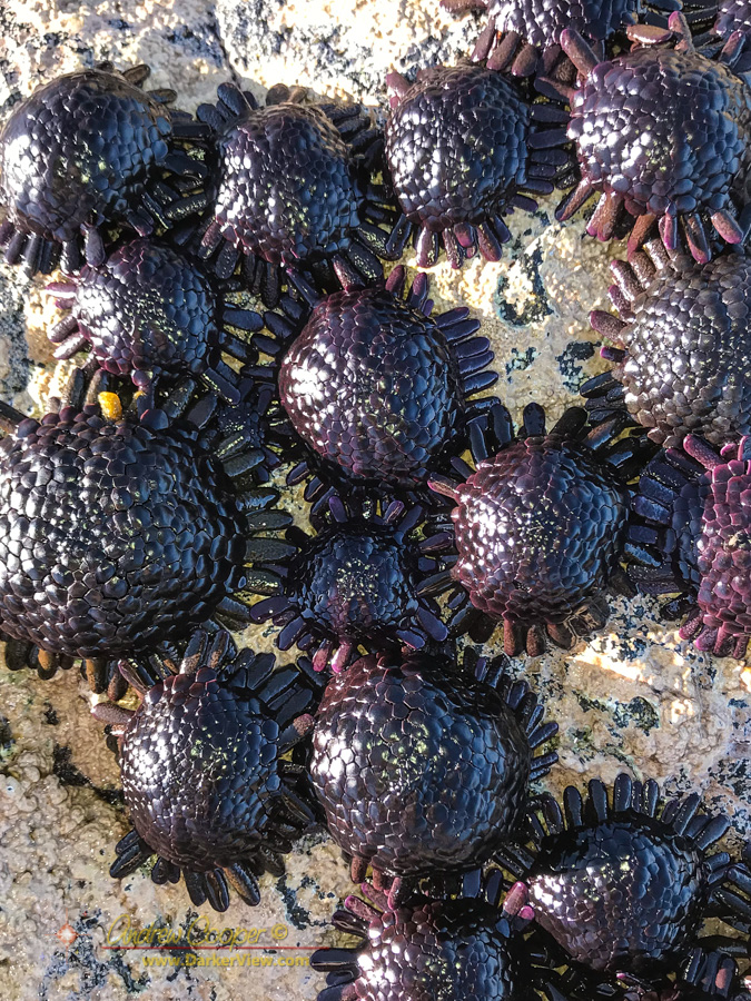 Helmet urchins (Colobocentrotus atratus)