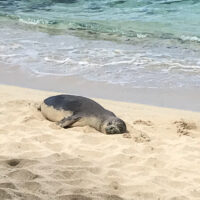 A Hawaiian monk seal (Monachus schauinslandi) at Mahaiʻula beach