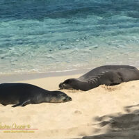 A pair of A Hawaiian monk seals (Monachus schauinslandi) slumber in the sand at Mahaiʻula beach