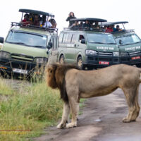 Tour vans arrive to see the lion