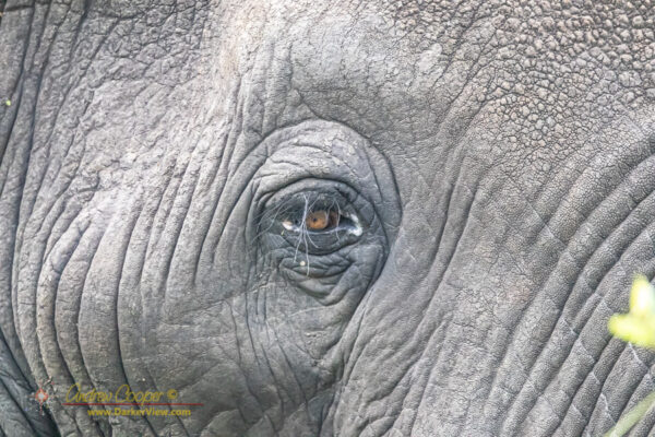 The Elephant's Eye