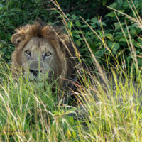 An older male lion (Panthera leo) in Queen Elizabeth National Park, Uganda