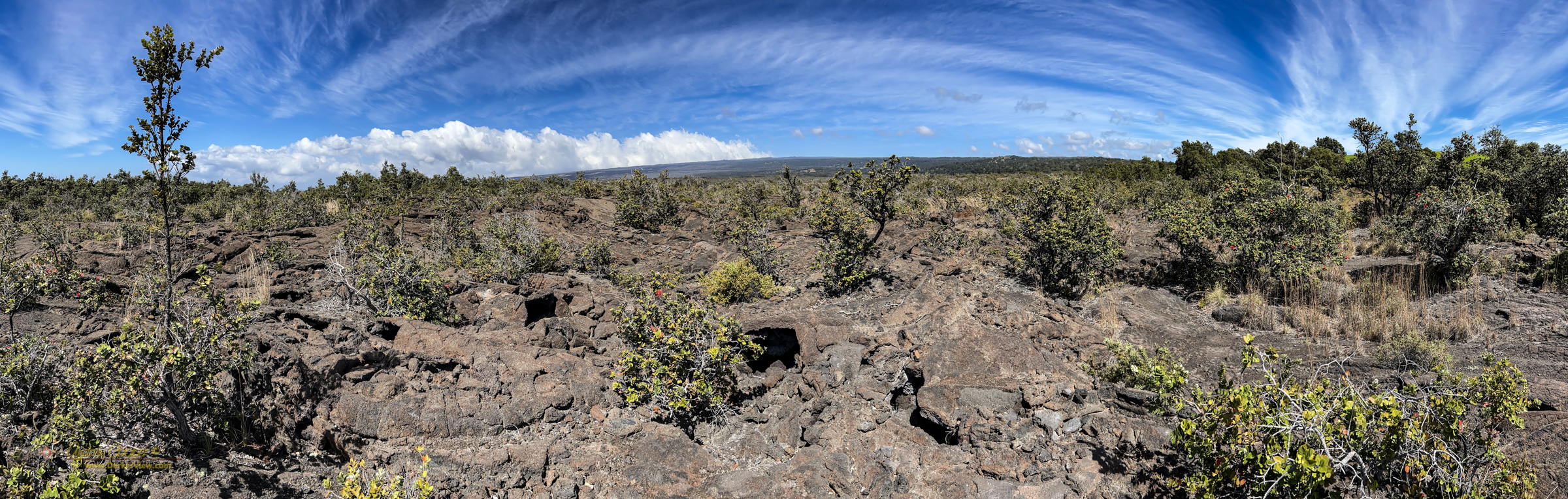 Ohia in bloom on the 1868 lava flow at Kahuku
