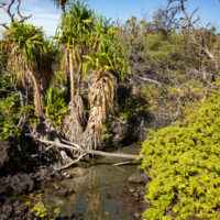 An anchialine pond creates an oasis in the middle of an aʻa lava flow