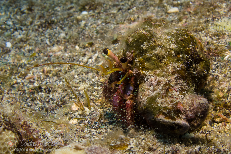 Bloody Hermit Crab