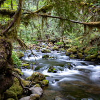 Falls Creek flows through lush forest
