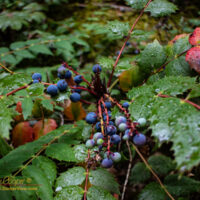 Oregon Grape (Berberis aquifolium) in the rain