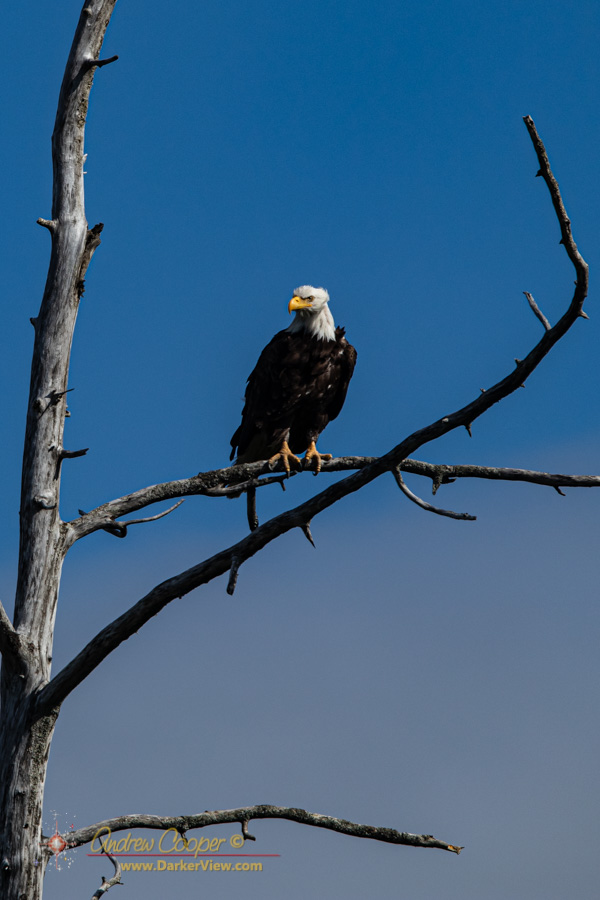 A bald eagle (Haliaeetus leucocephalus) monitors the Copper River Delta from a convenient perch