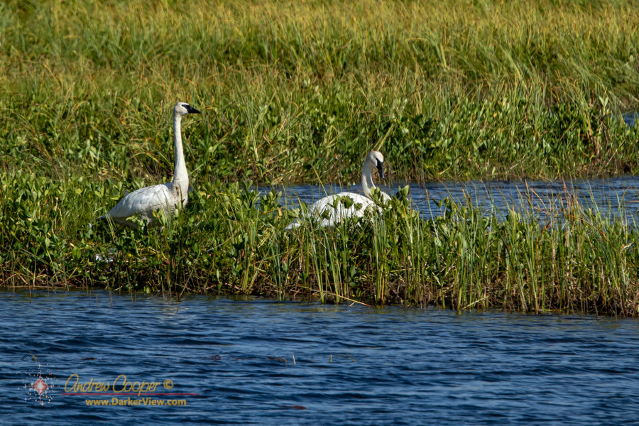 Trumpeter swans (Cygnus buccinator) forage near Cordova, Alaska