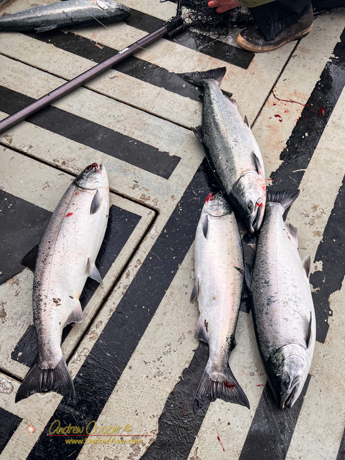 Coho salmon ((Oncorhynchus kisutch) on the deck