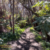 Wandering along the Halemaʻumaʻu Trail in Hawaiʻi Volcanoes National Park