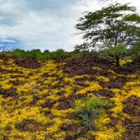 A spring bloom in the Waikoloa lava fields with bright yellow Dahlberg daisies (Thymophylla tenuiloba) carpeting the ground