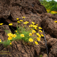A spring bloom in the Waikoloa lava fields with bright yellow Dahlberg daisies (Thymophylla tenuiloba) carpeting the ground