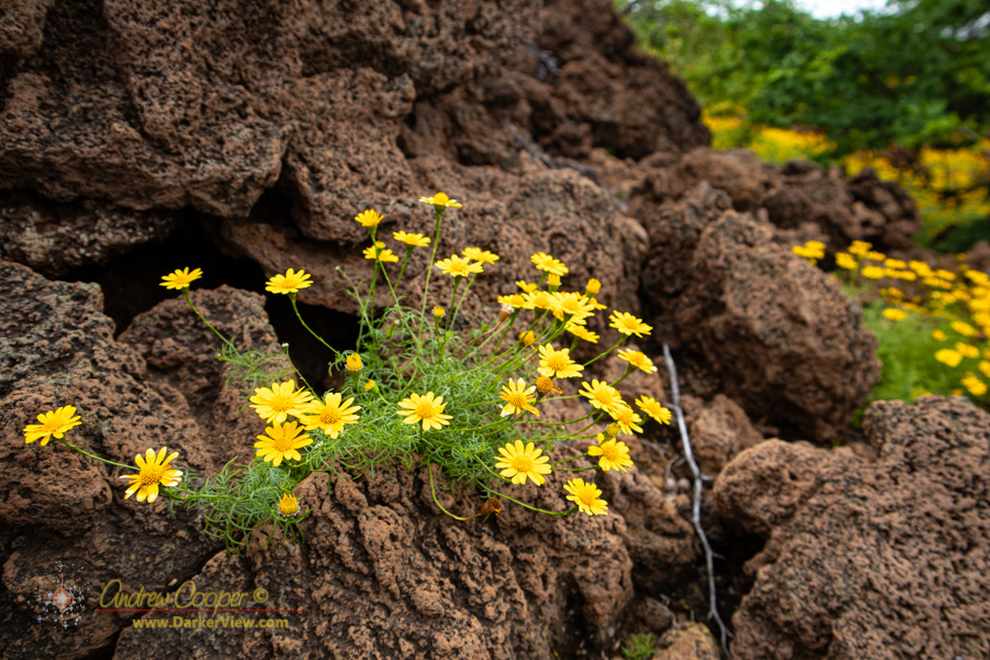 A spring bloom in the Waikoloa lava fields with bright yellow Dahlberg daisies (Thymophylla tenuiloba) carpeting the ground