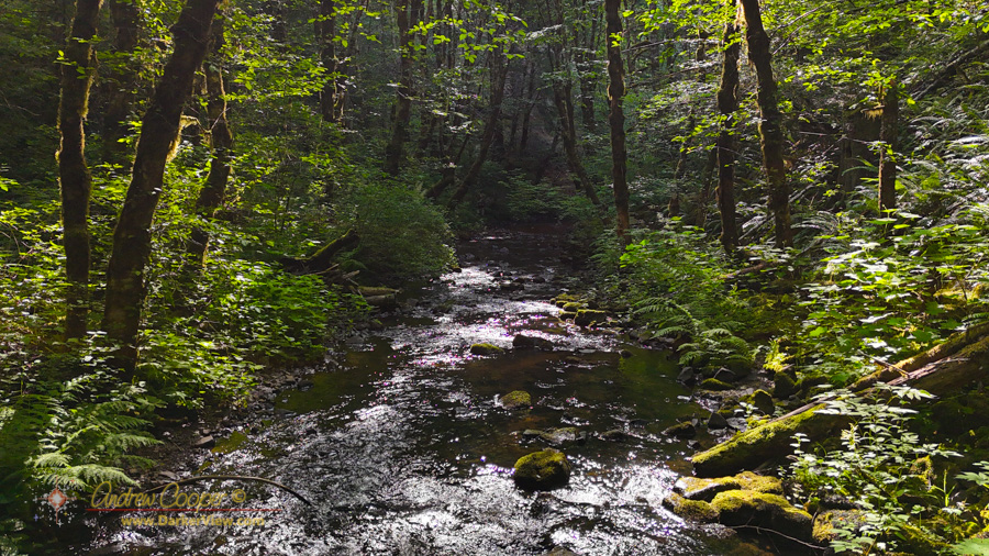 Devils Lake Fork of the Wilson River above the Deyoe Creek Trailhead