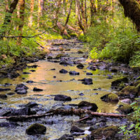 Deyoe Creek passing through an alder and maple woodland