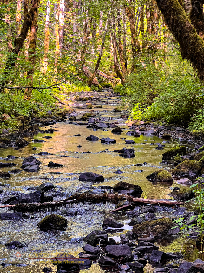 Devil's Lake Branch of the Wilson River passing through an alder and maple woodland