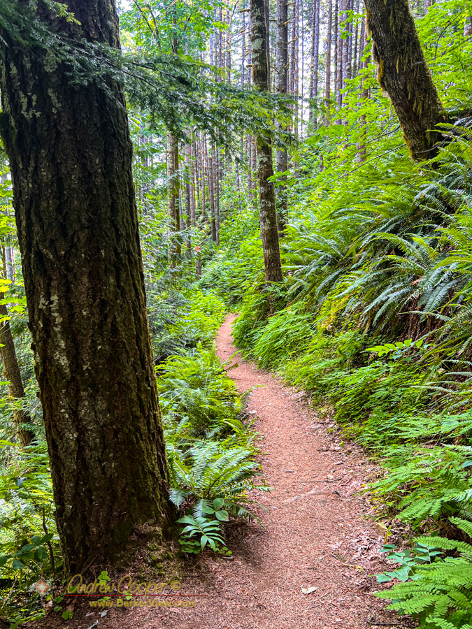 Nels Rogers Trail