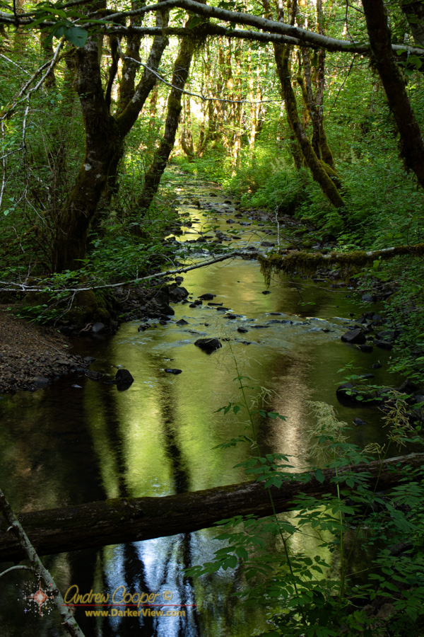 Devils Lake Fork of the Wilson River