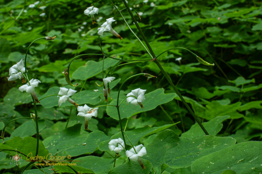Northern inside-out flower (Vancouveria hexandra)