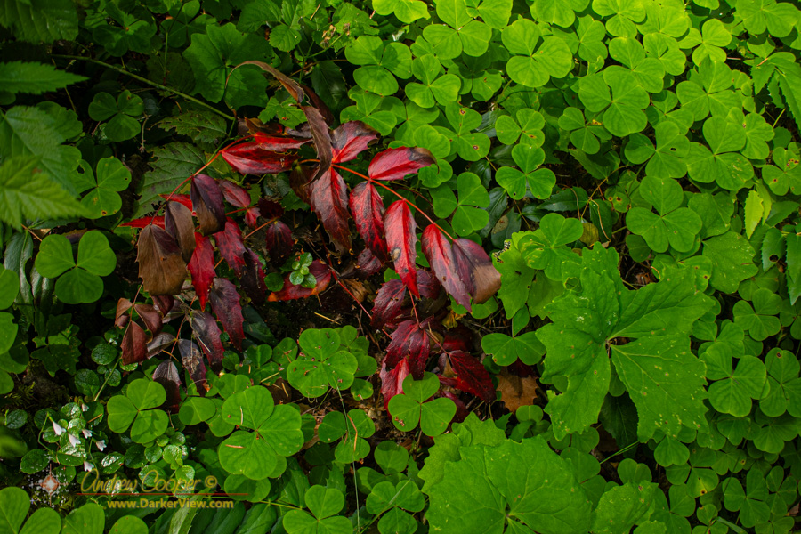 A bright red branch of oregon grape (Berberis aquifolium) lies amongst bright green foliage