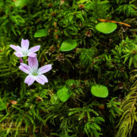 Candyflower (Claytonia sibirica) growing in moss along Deyoe Creek